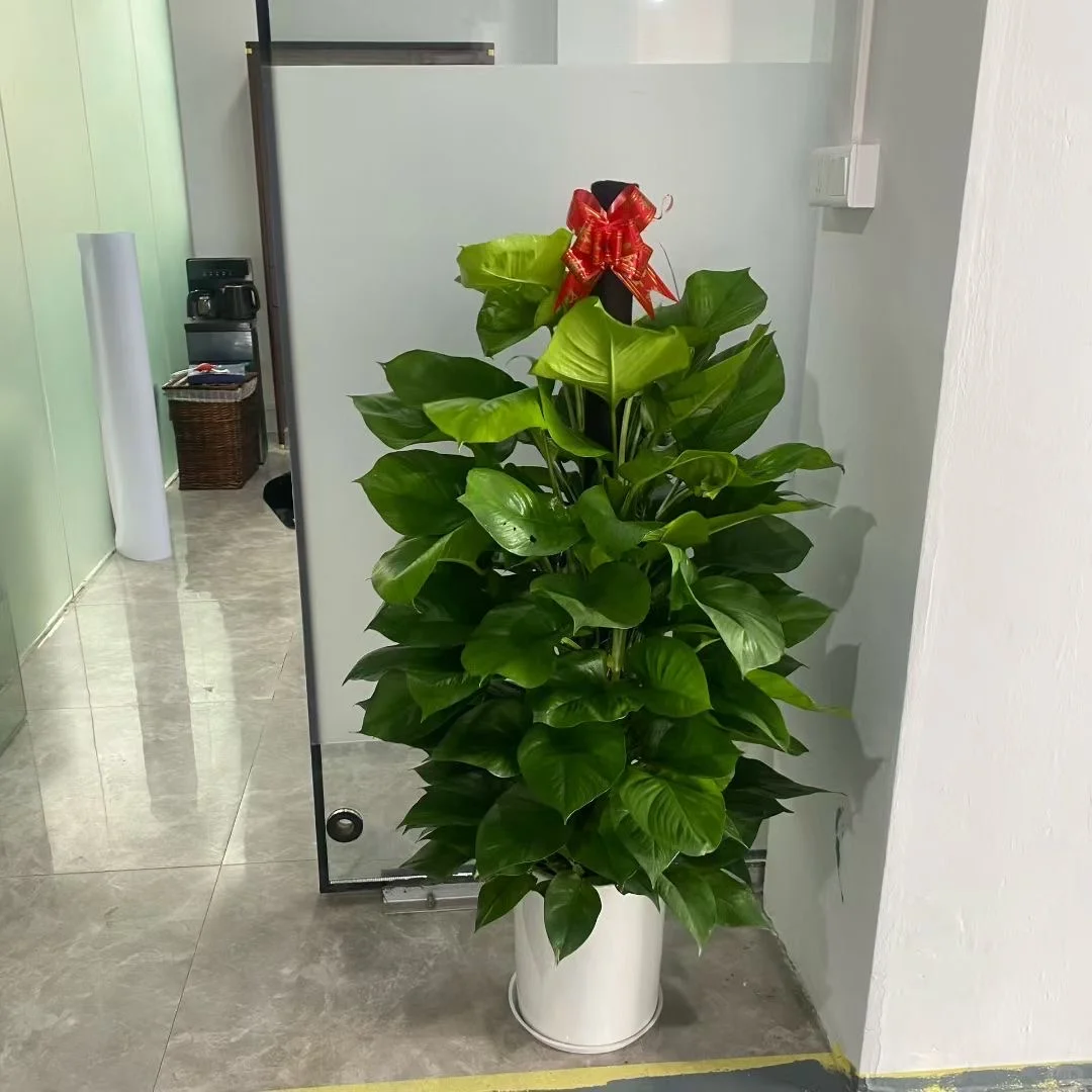 深圳绿植租赁批发同城两小时送达