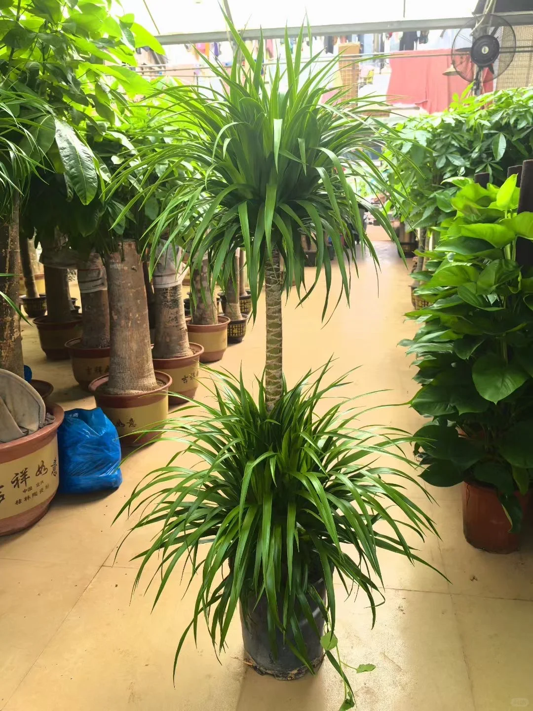 深圳绿植租赁批发同城两小时送达