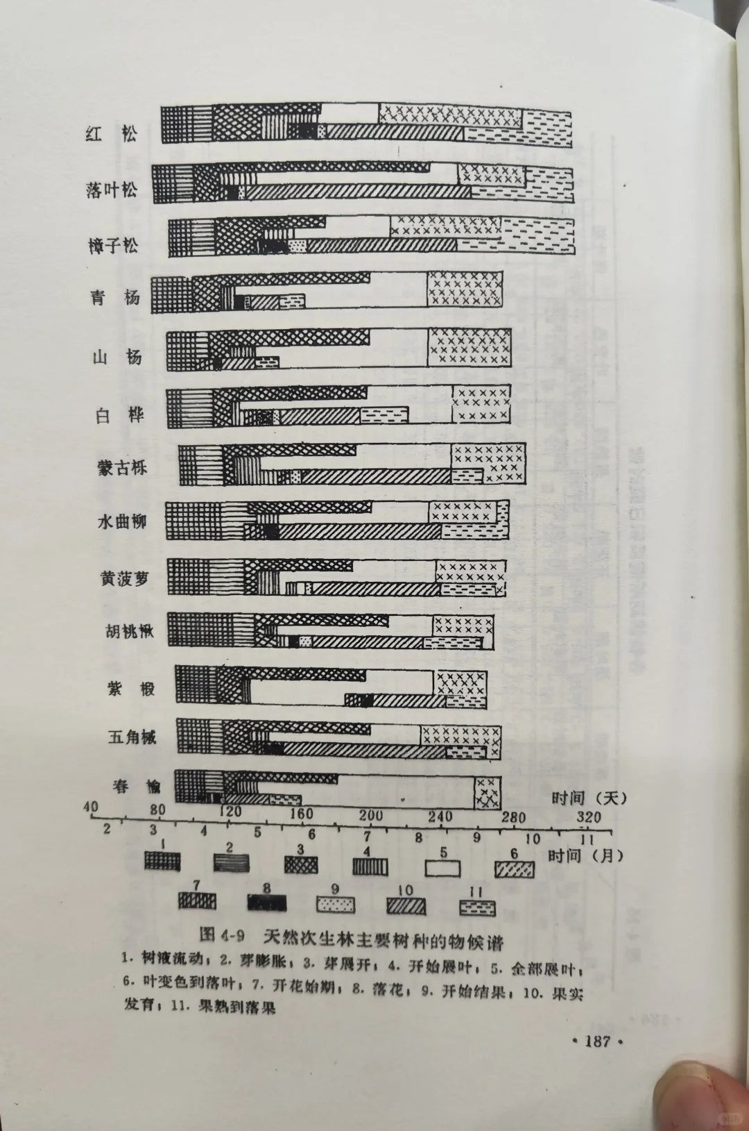 东北天然次生林主要树种物候