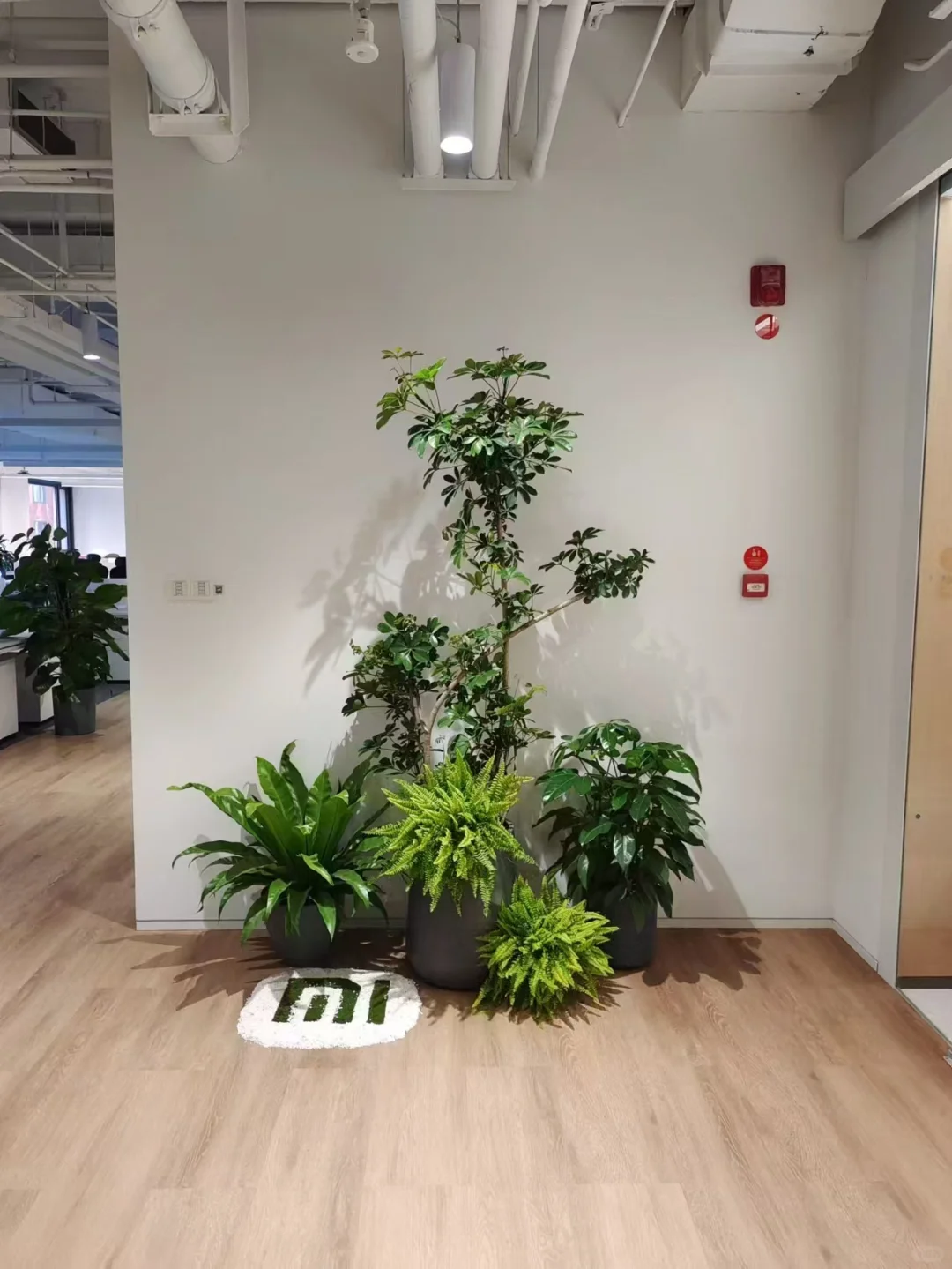 北京办公室绿植租摆
