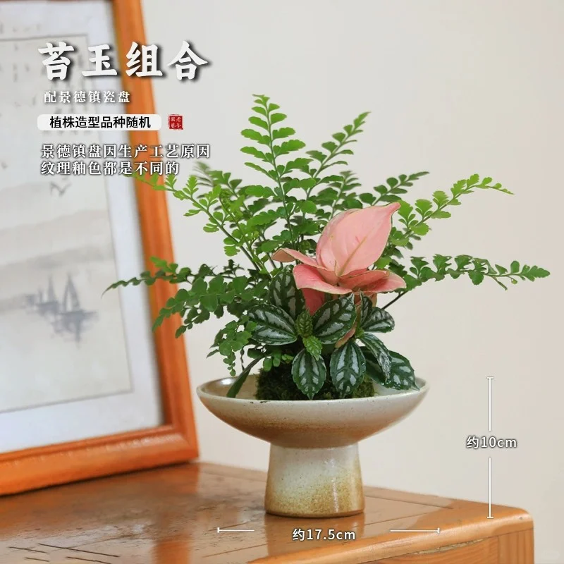 盆栽花卉组合，一镜到底～