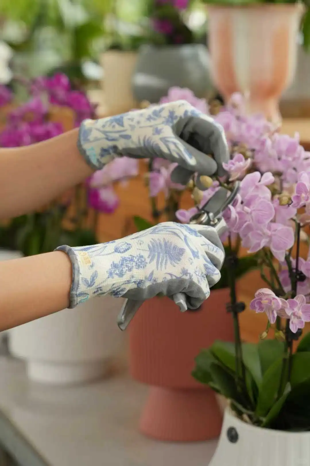 园艺护手|绿植花卉的冬日养护指南