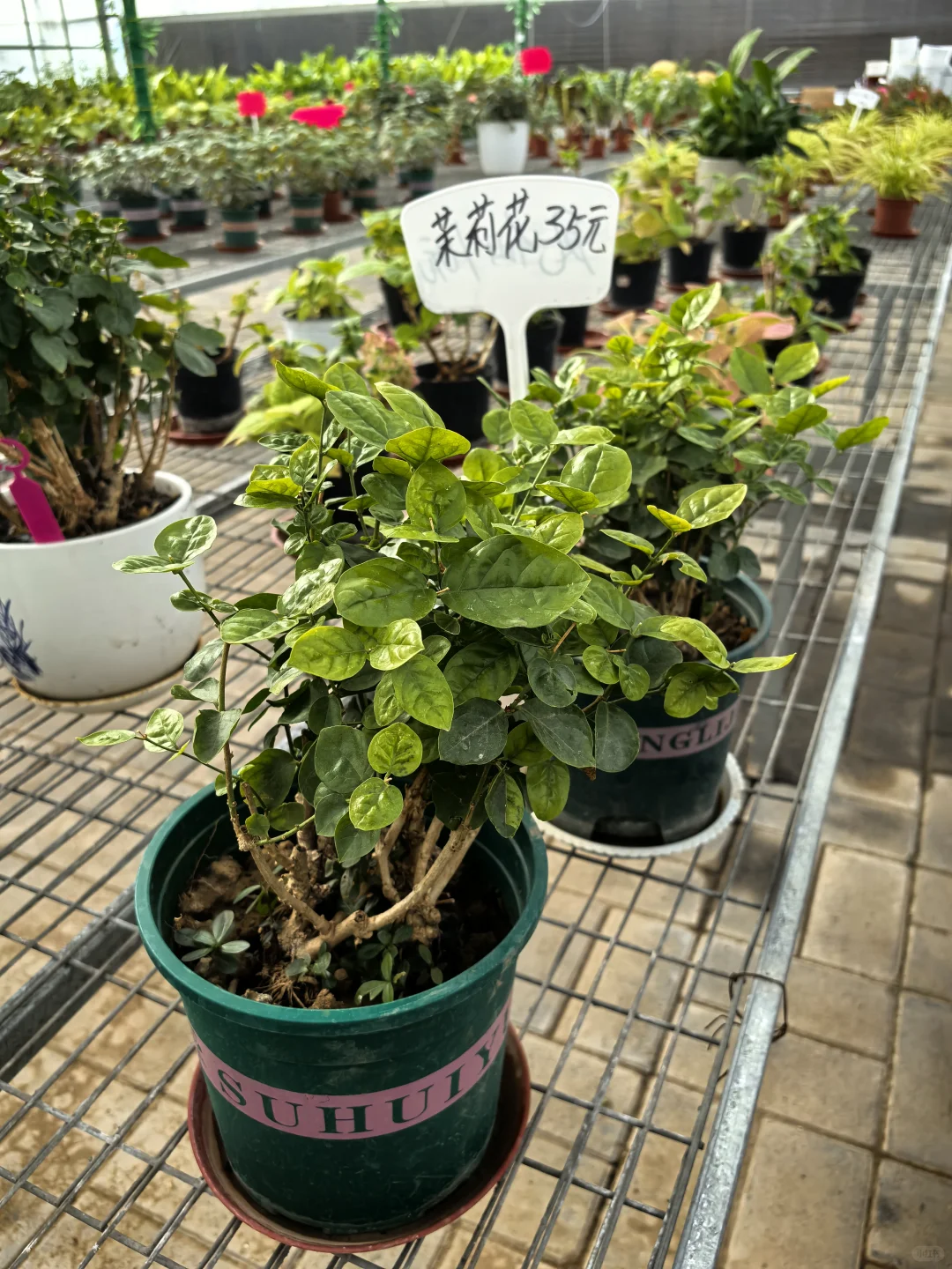 鑫善百园花卉大厅真不错！