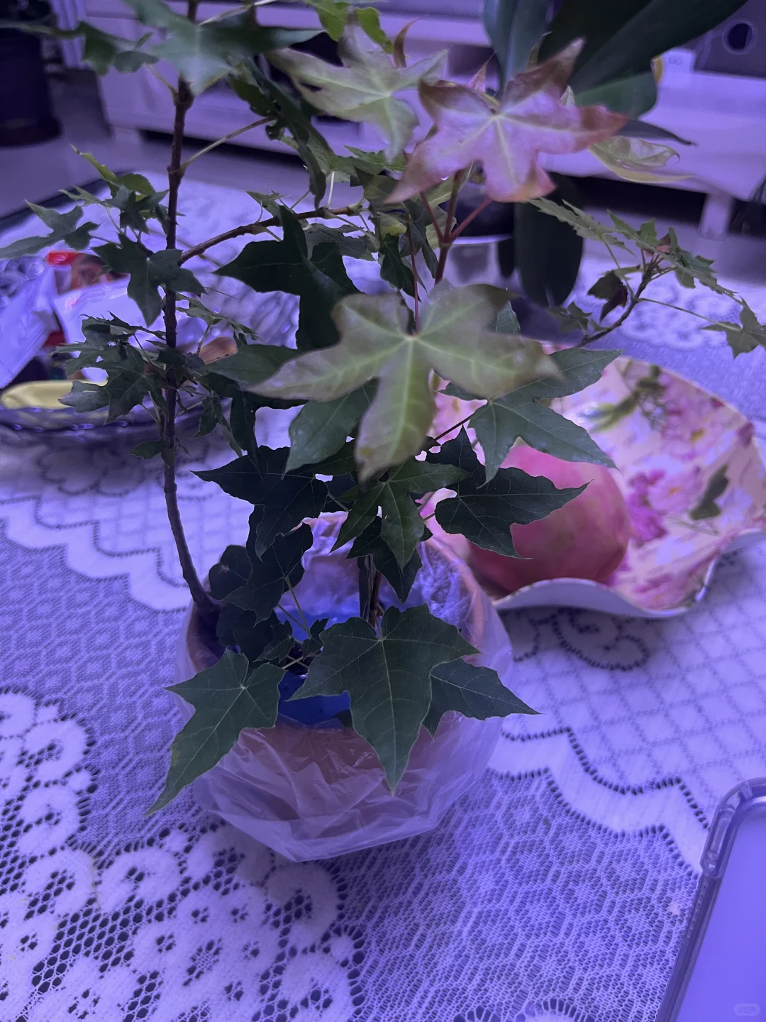 第一次采种枫树苗，一定要顺利长大～