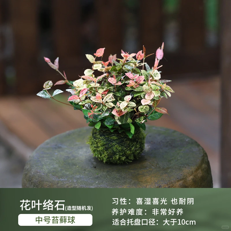 盆栽花卉组合，一镜到底～