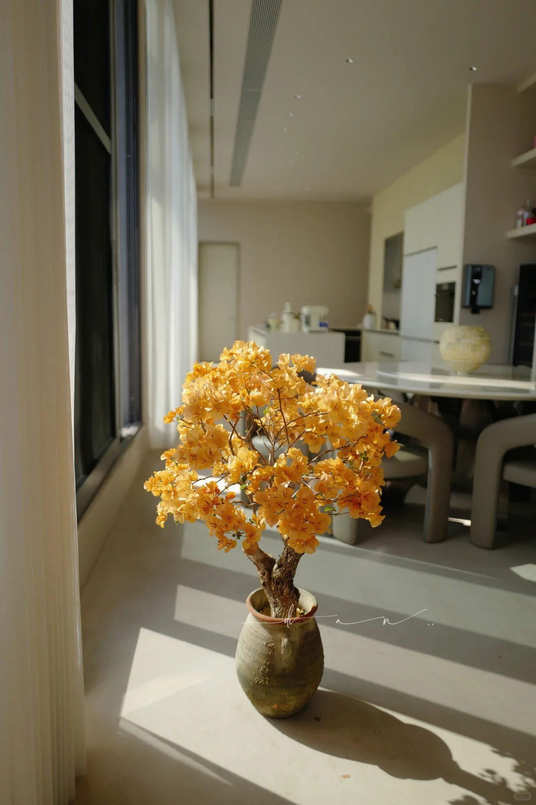 我家的花呀..金灿灿..