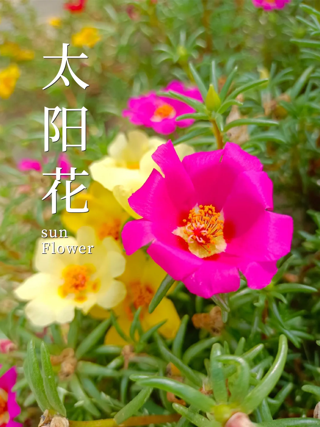 8种养不死的植物✅植物杀手也能养❗