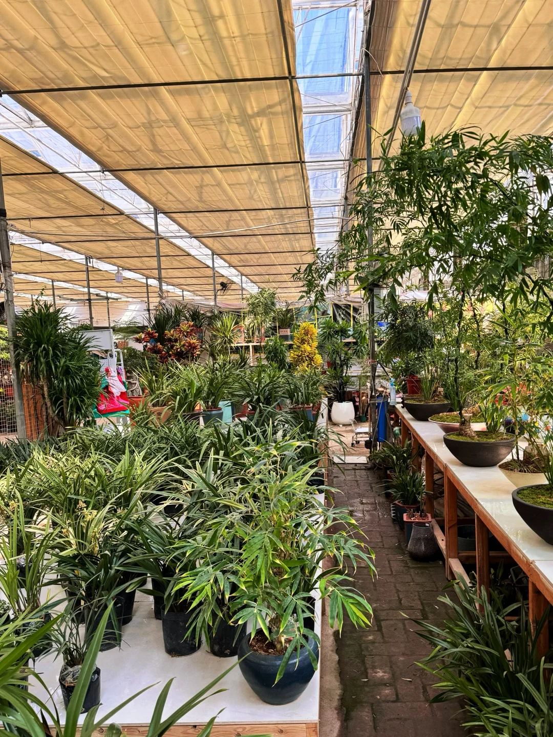 去张庄富莱花卉大市场淘花了