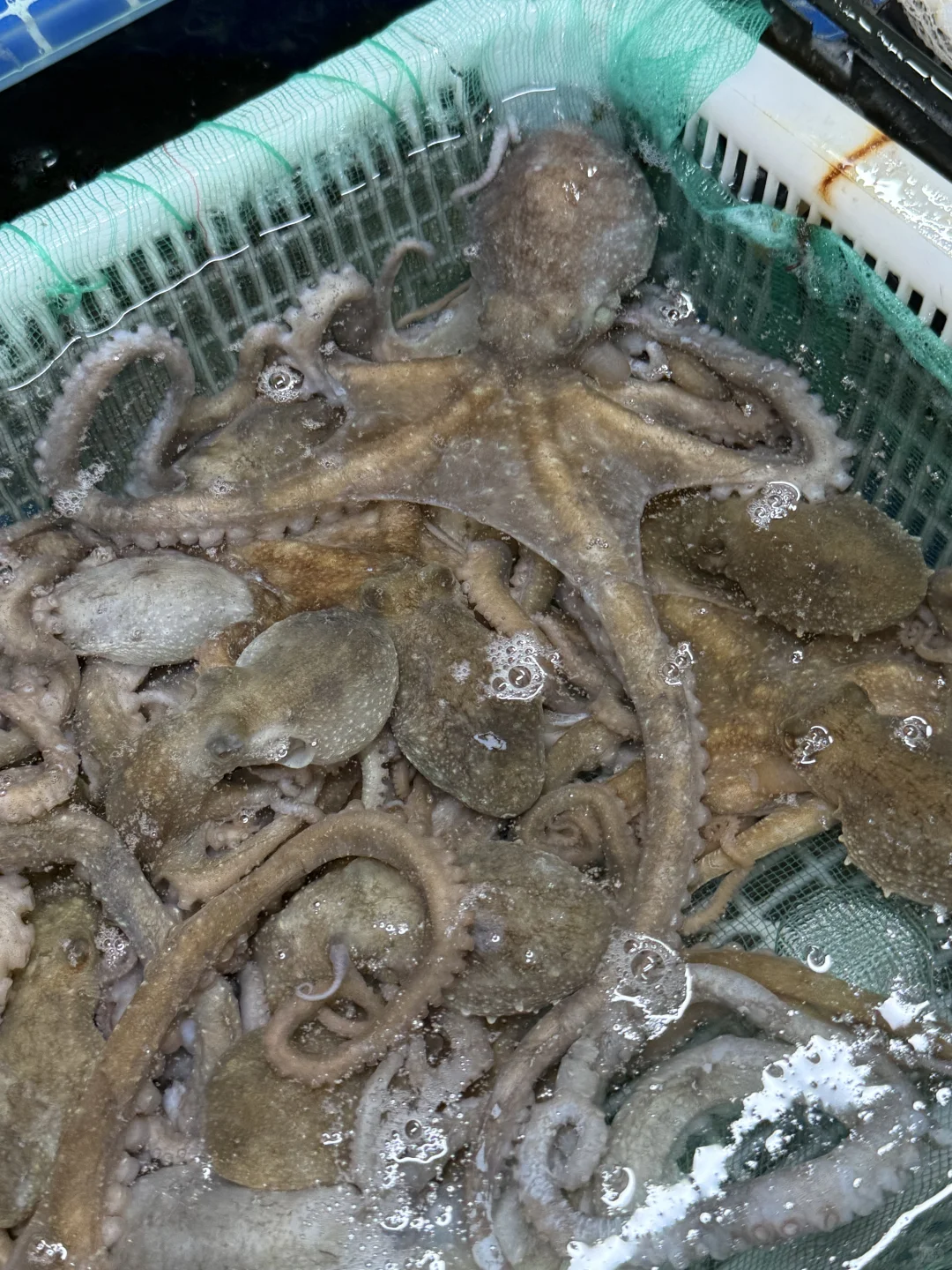 连云港市区张二精品海鲜11月30日海鲜报价表