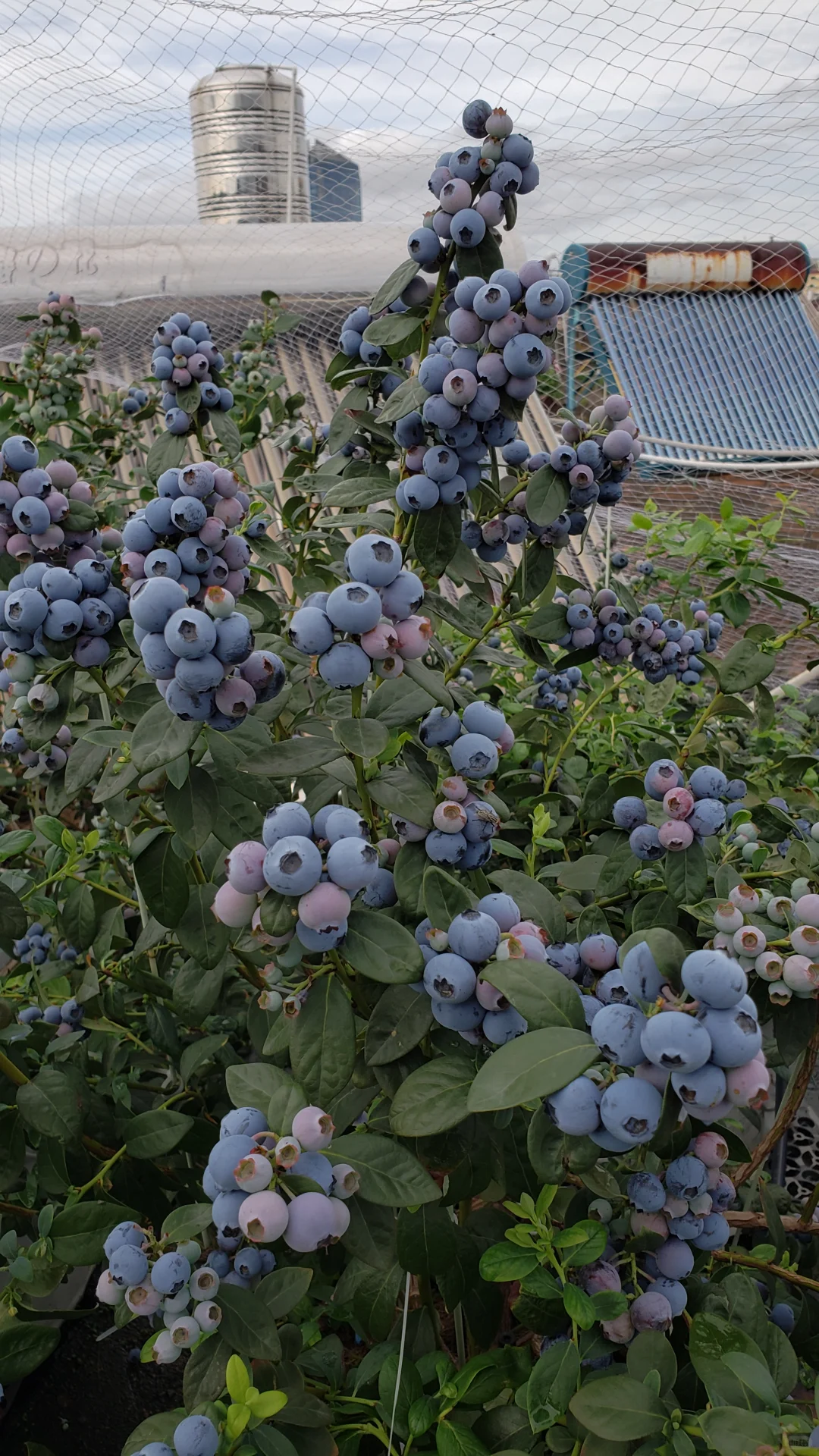 今年的蓝莓燃尽了