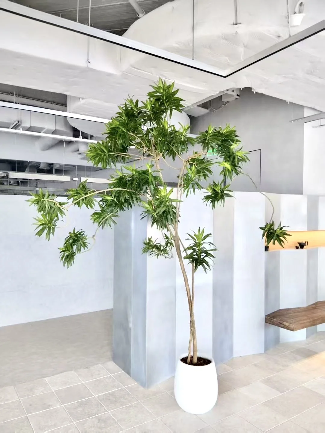 室内落地绿植花卉