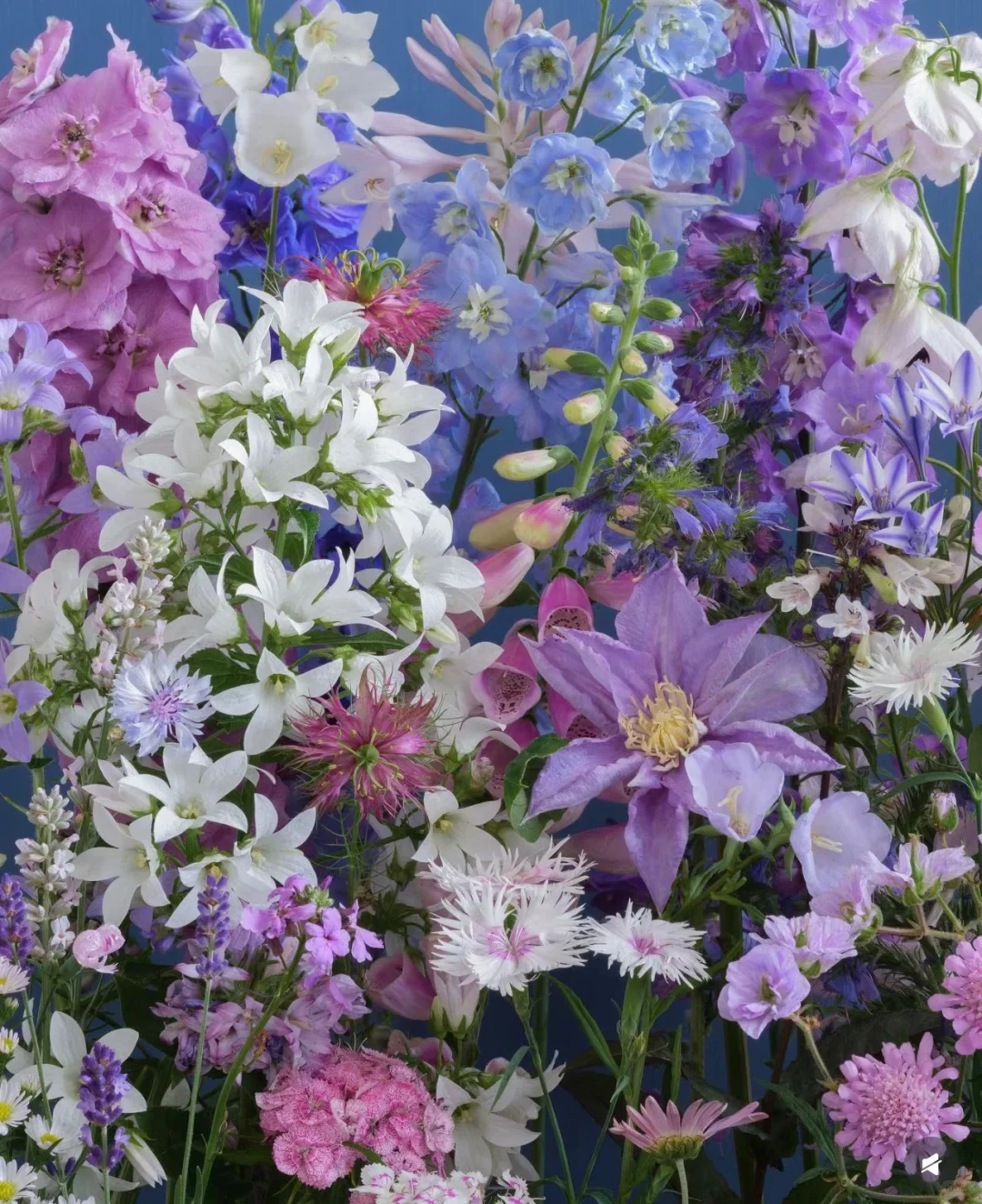 审美｜花艺美图