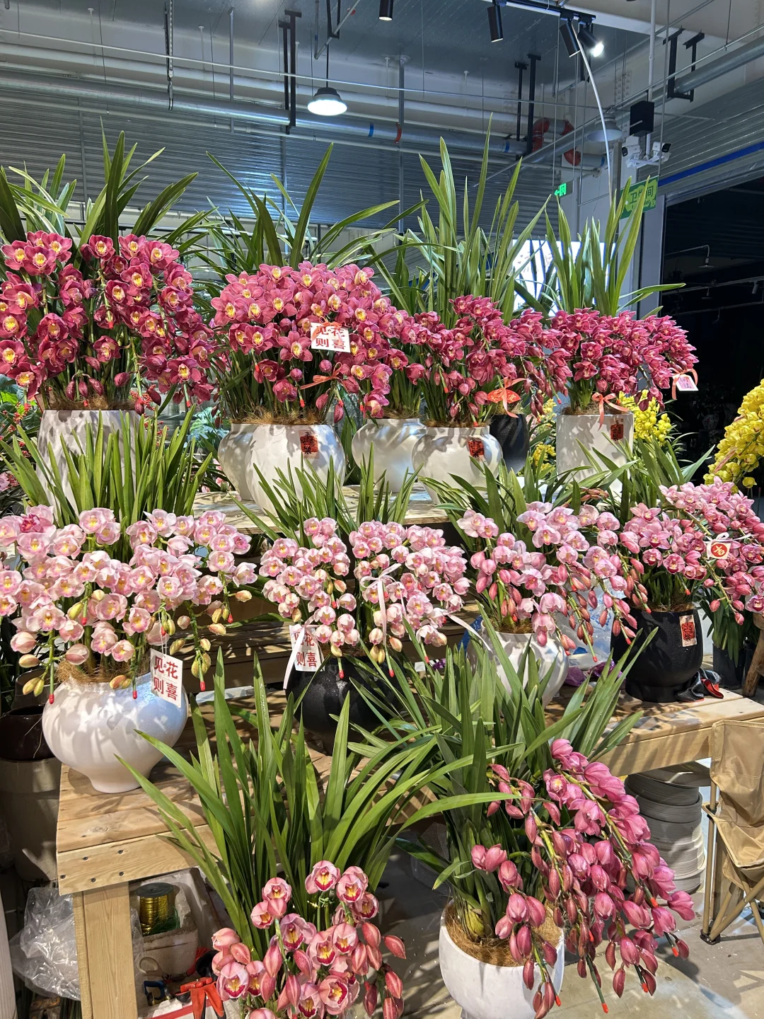 年宵花/?懒人养花首选：大花蕙兰❓❓