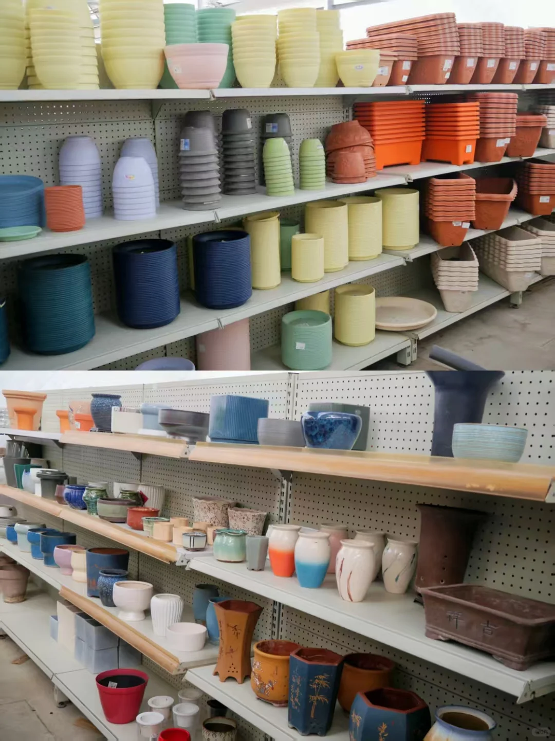 黑五闭眼入的「治愈系绿植」，虹越这波太香了