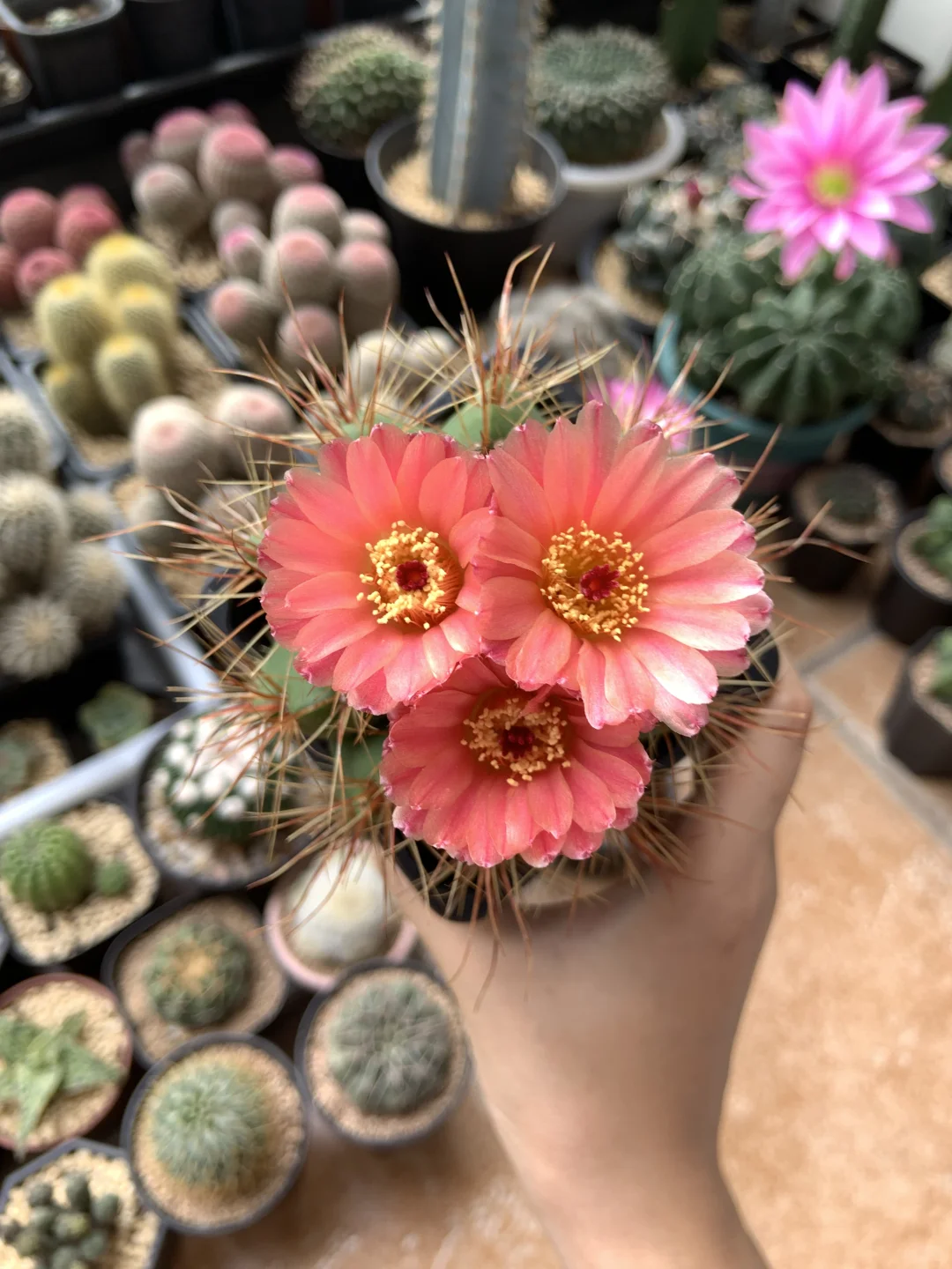 我的小阳台每天都有惊喜