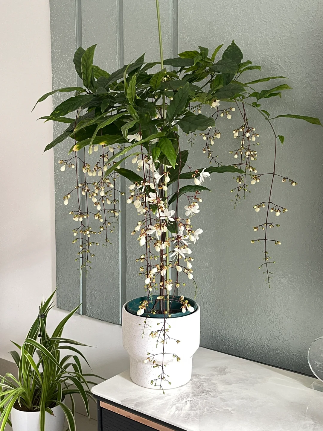 年宵花?｜浪漫垂丝茉莉?