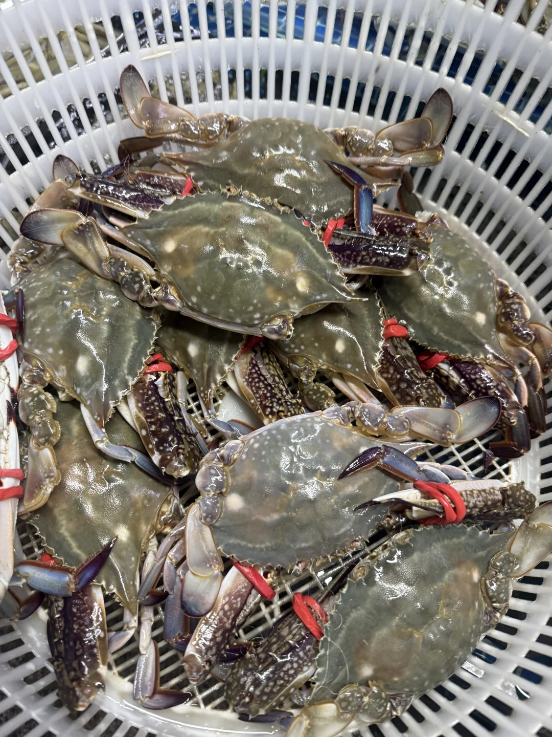 连云港市区张二精品海鲜11月30日海鲜报价表