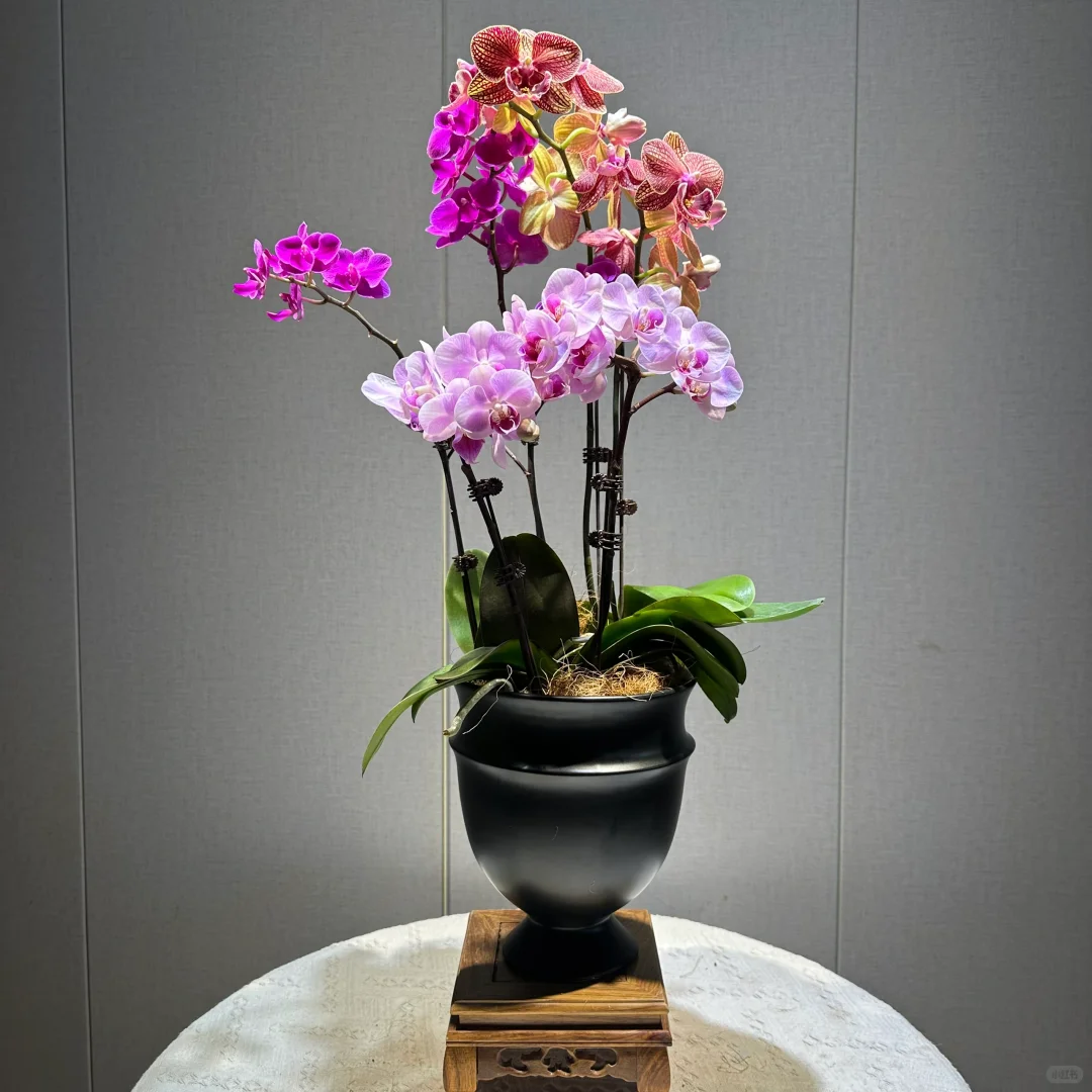 这个蝴蝶兰一盆才100出头