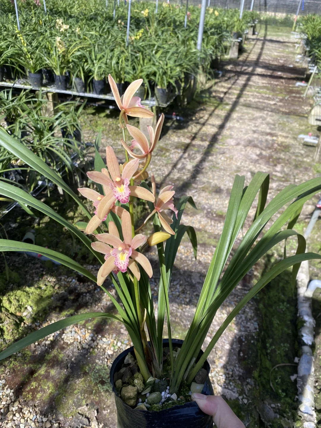 免费送花，有要的联系可邮寄