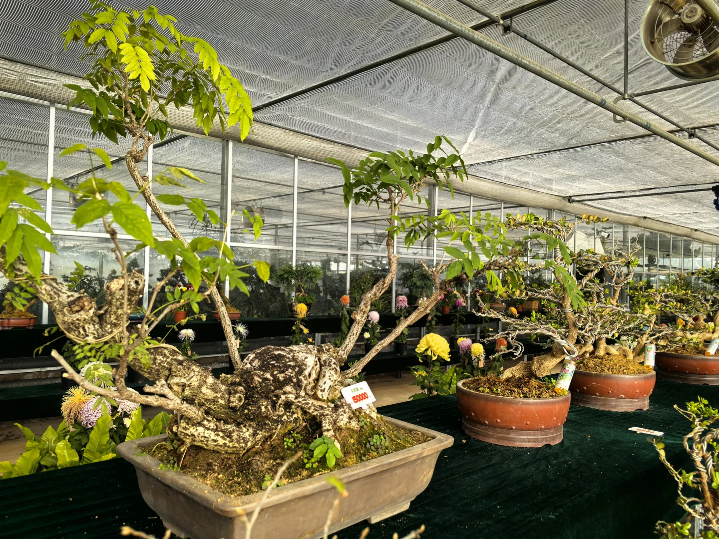 鑫善百园花卉大厅真不错！