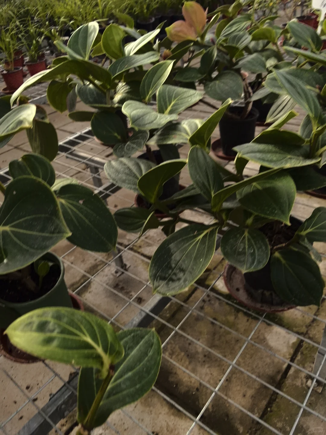 鑫善百园花卉大厅真不错！