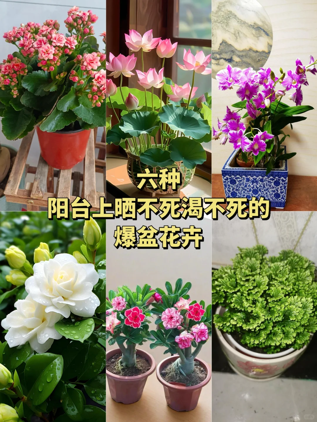 超级适合懒人的6种阳台晒不死渴不死的盆栽