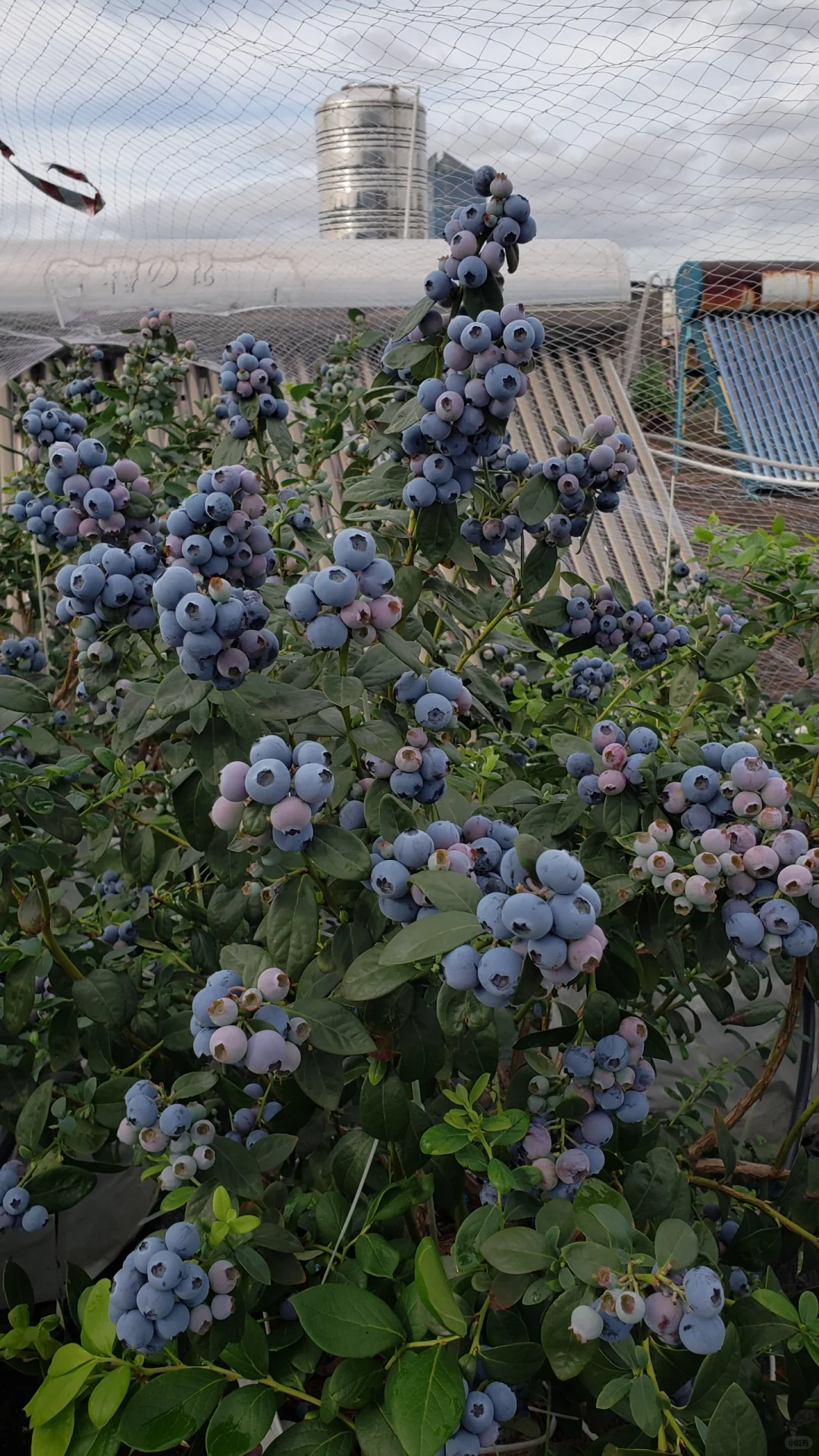 今年的蓝莓燃尽了