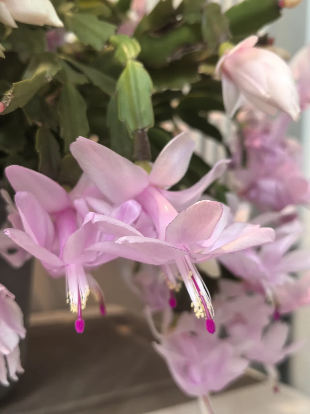 蟹爪兰的高光时刻到啦