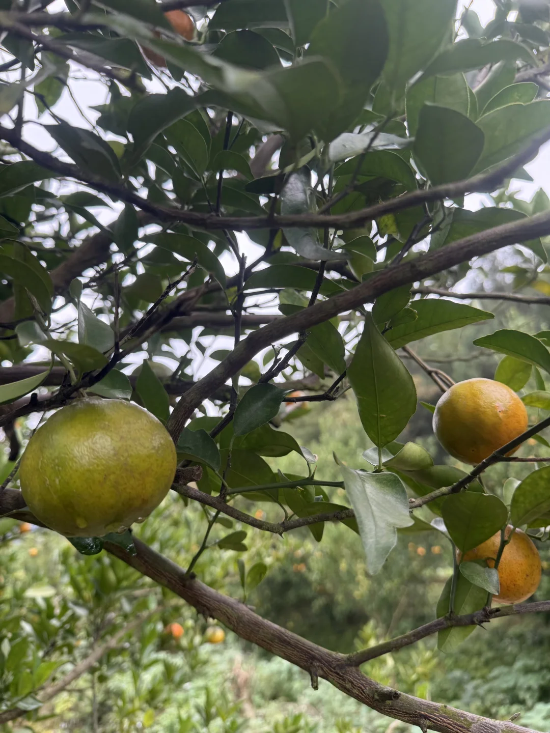 川橘二红皮制作买家秀～