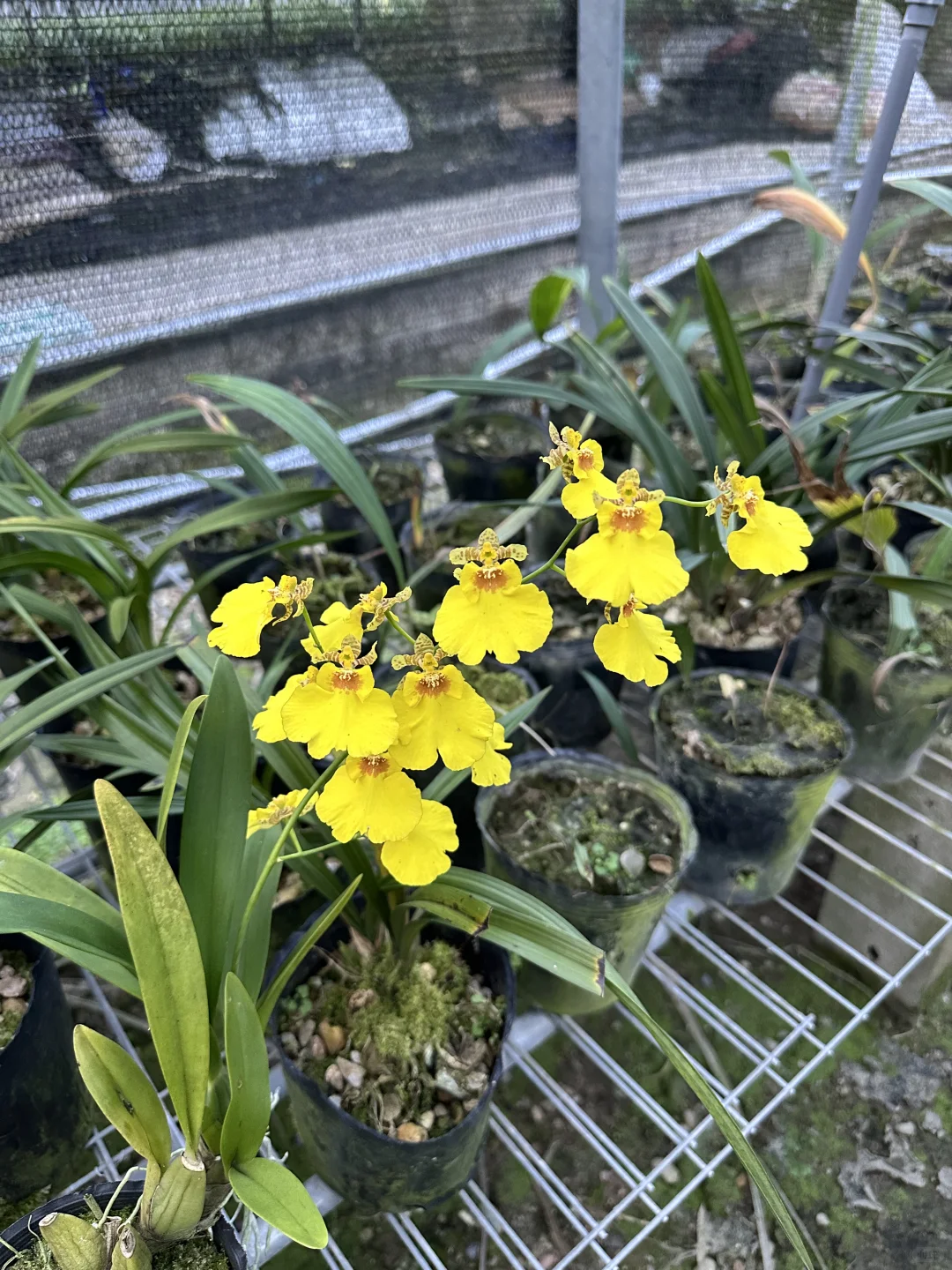 免费送花，有要的联系可邮寄