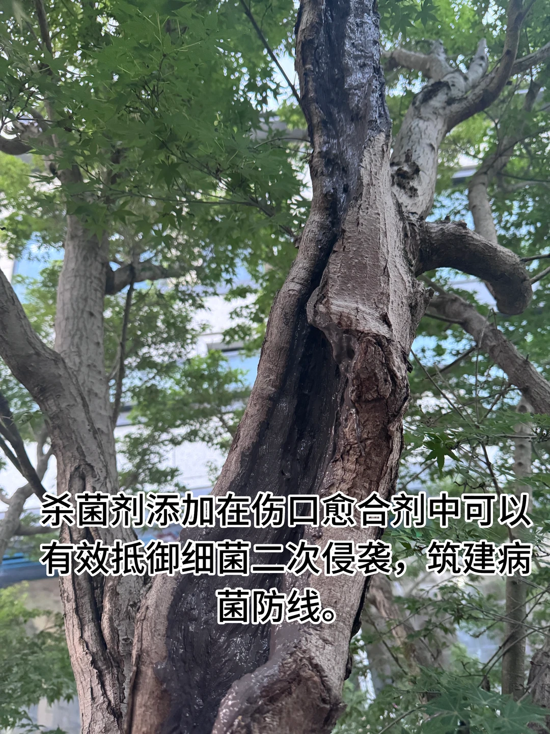 花了40万从日本买了一颗羽毛红枫树