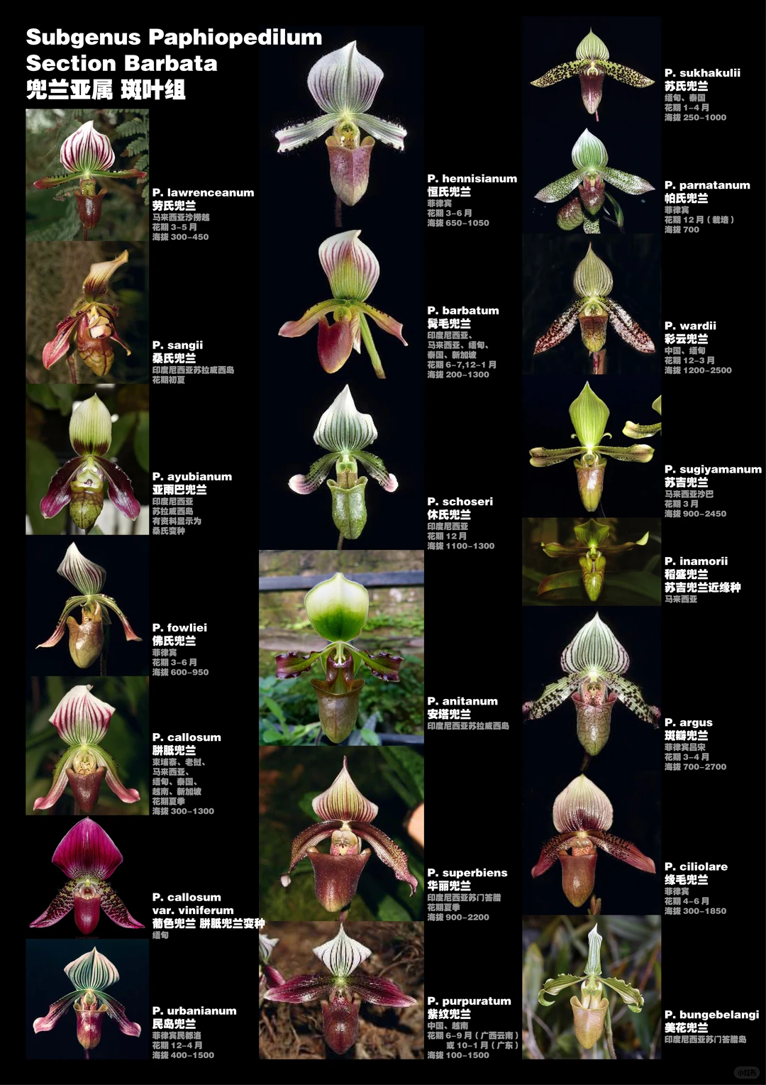 兜兰属植物物种分类图鉴