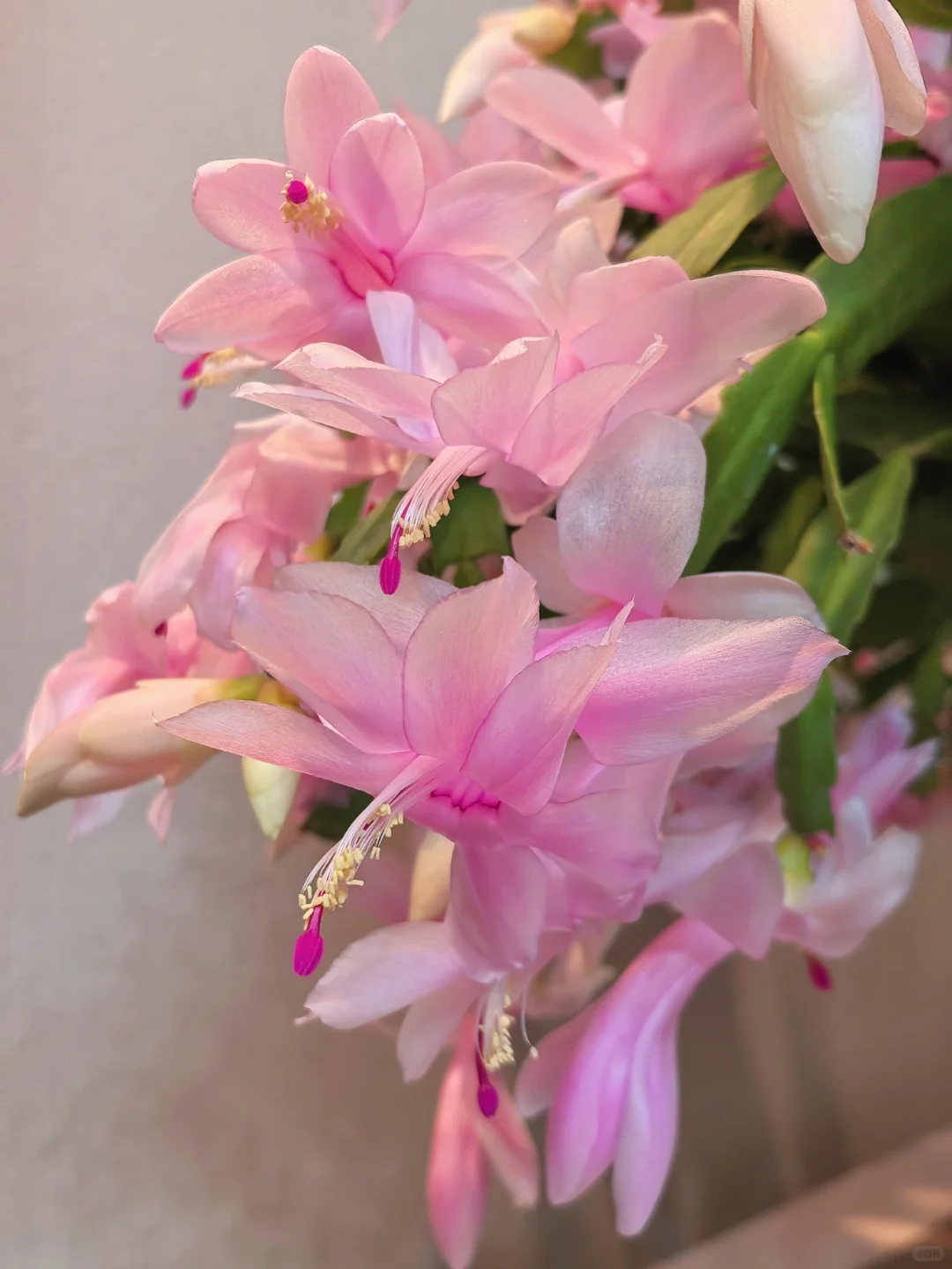 蟹爪兰的高光时刻到啦