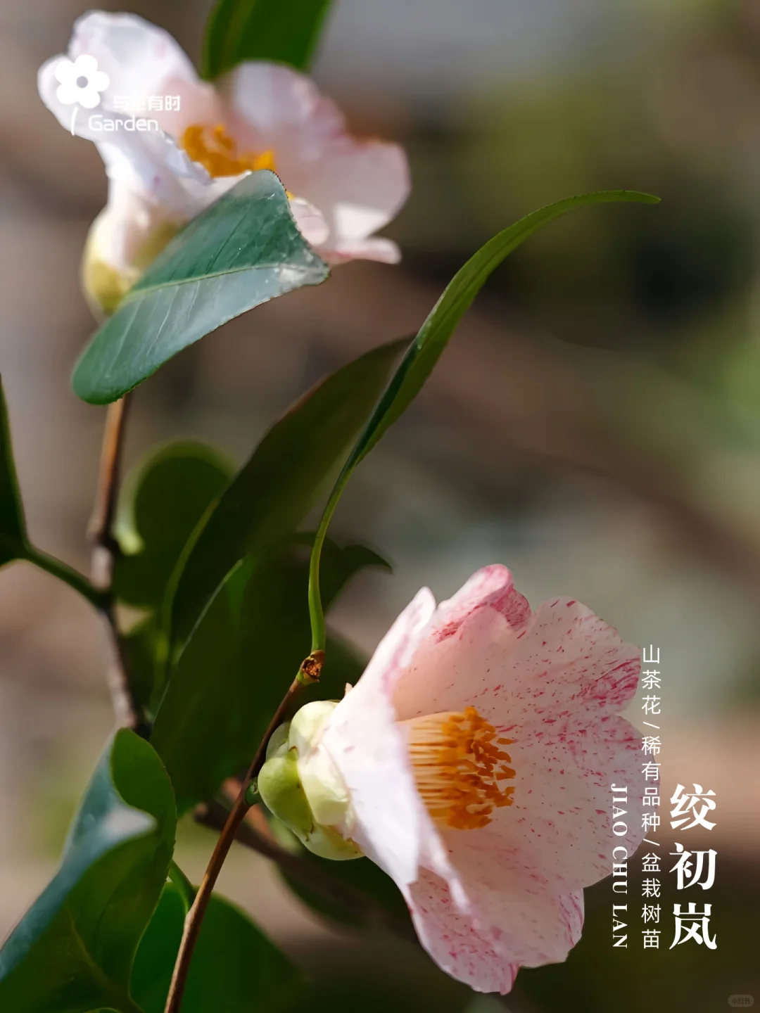 绞初岚日本山茶花苗情实拍/25.08