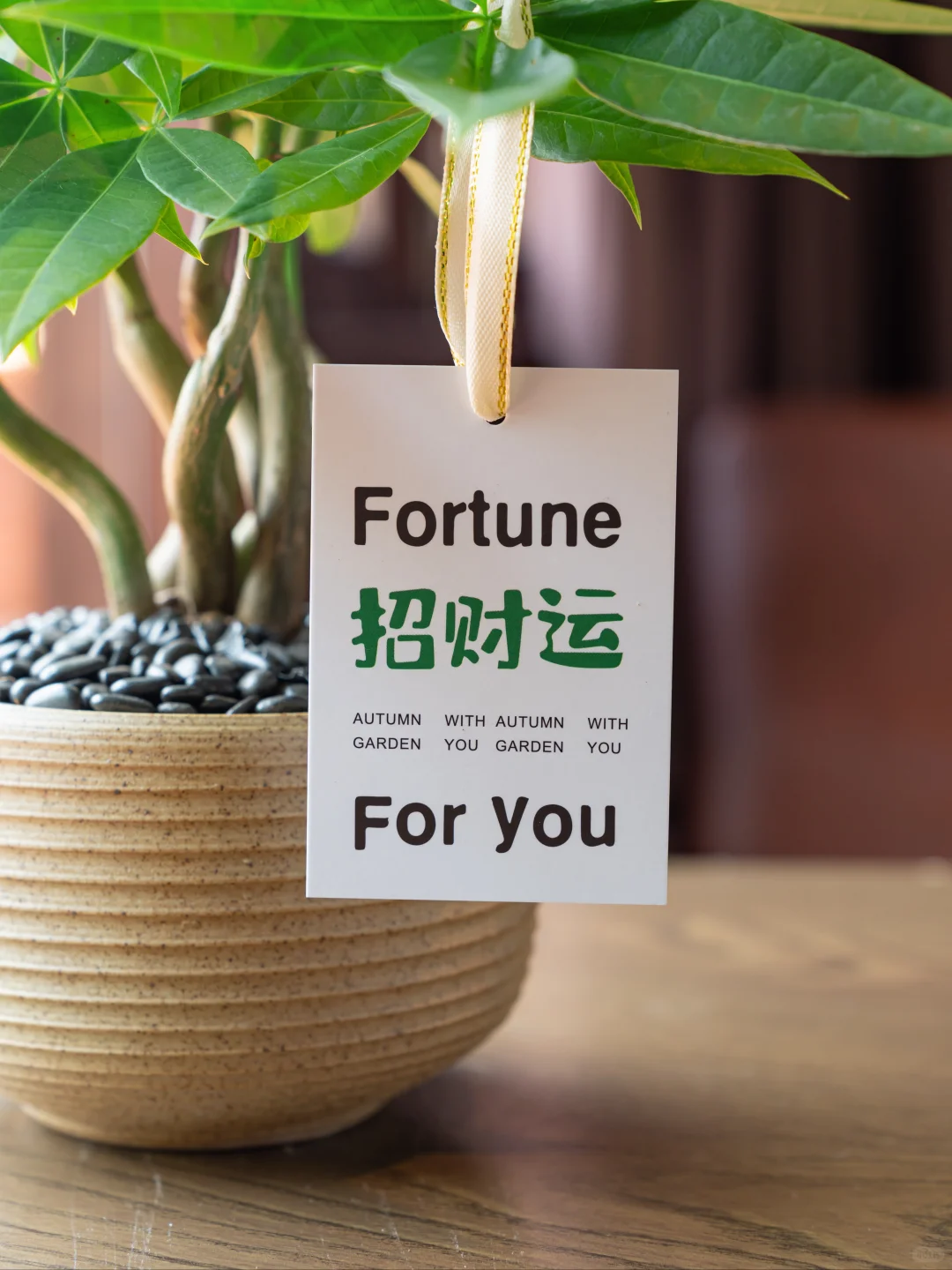 桌面招财树?越看越爱 越养越旺?