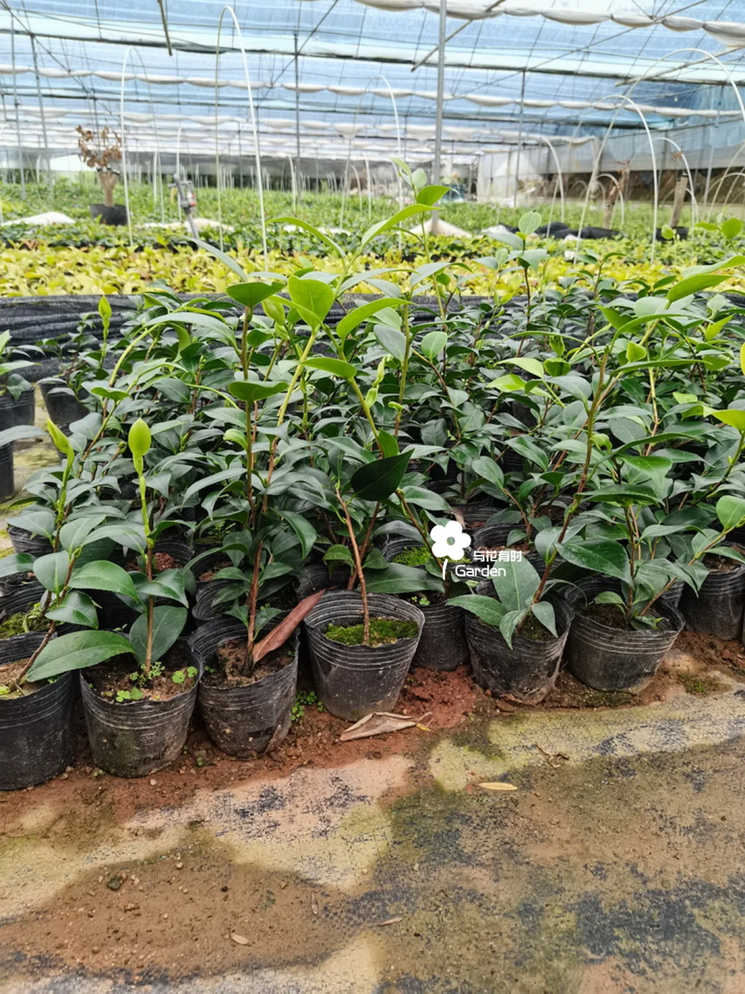 绞初岚日本山茶花苗情实拍/25.08