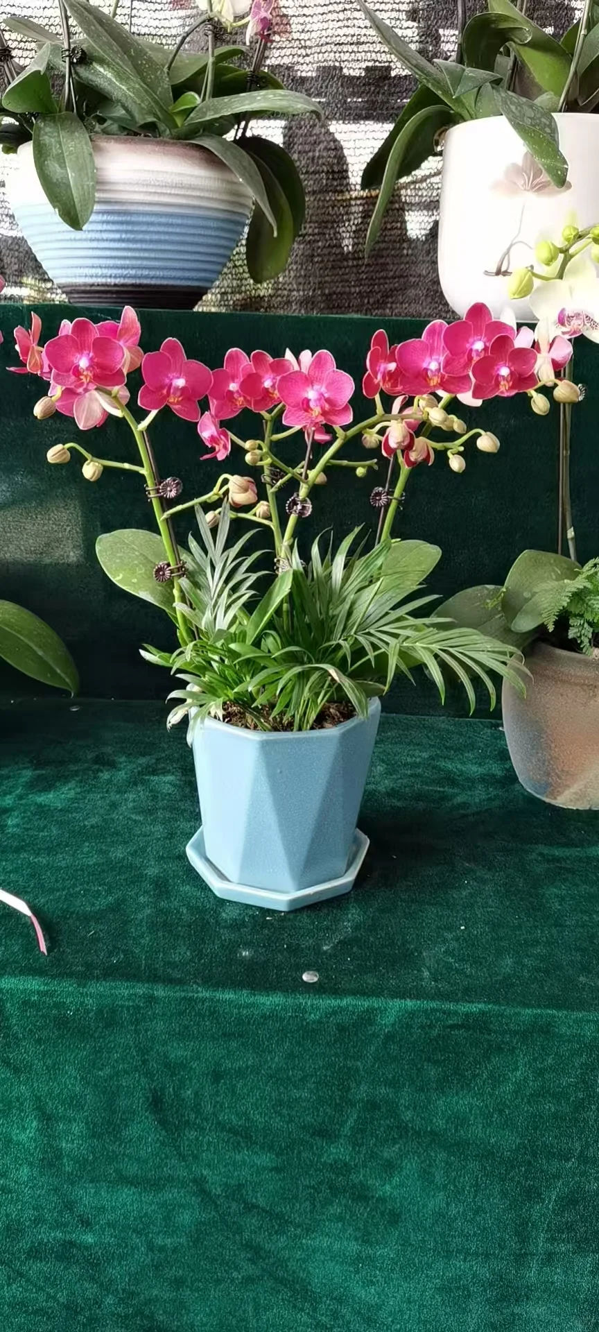 北京办公室绿植租摆