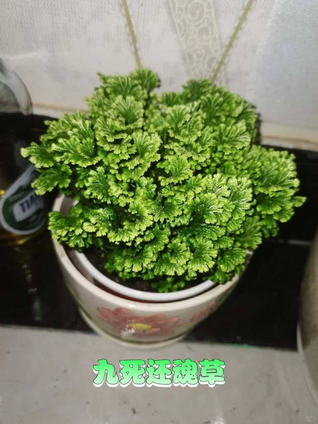 超级适合懒人的6种阳台晒不死渴不死的盆栽