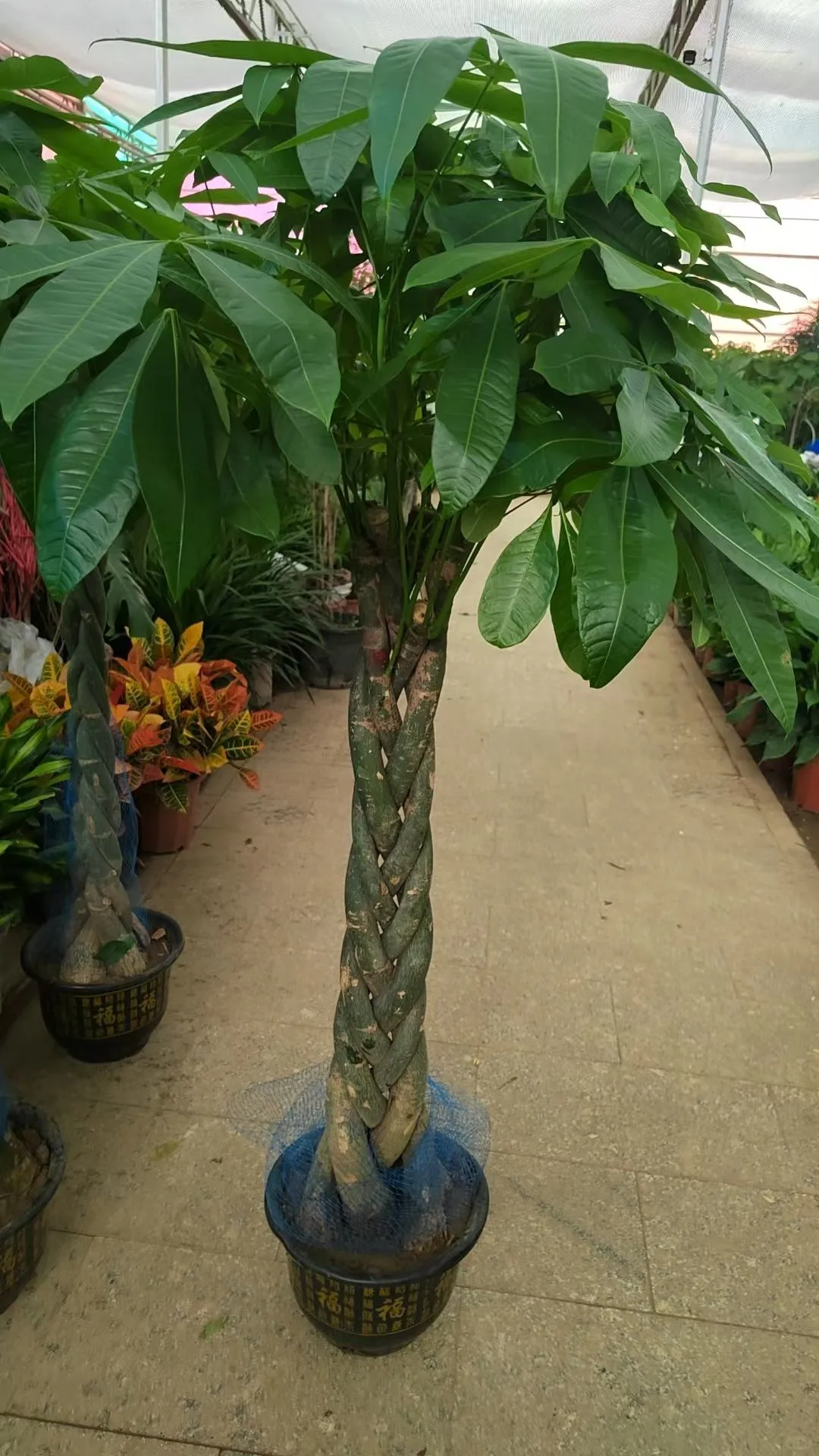 北京绿植租赁、绿植造景、年宵花、蝴蝶兰