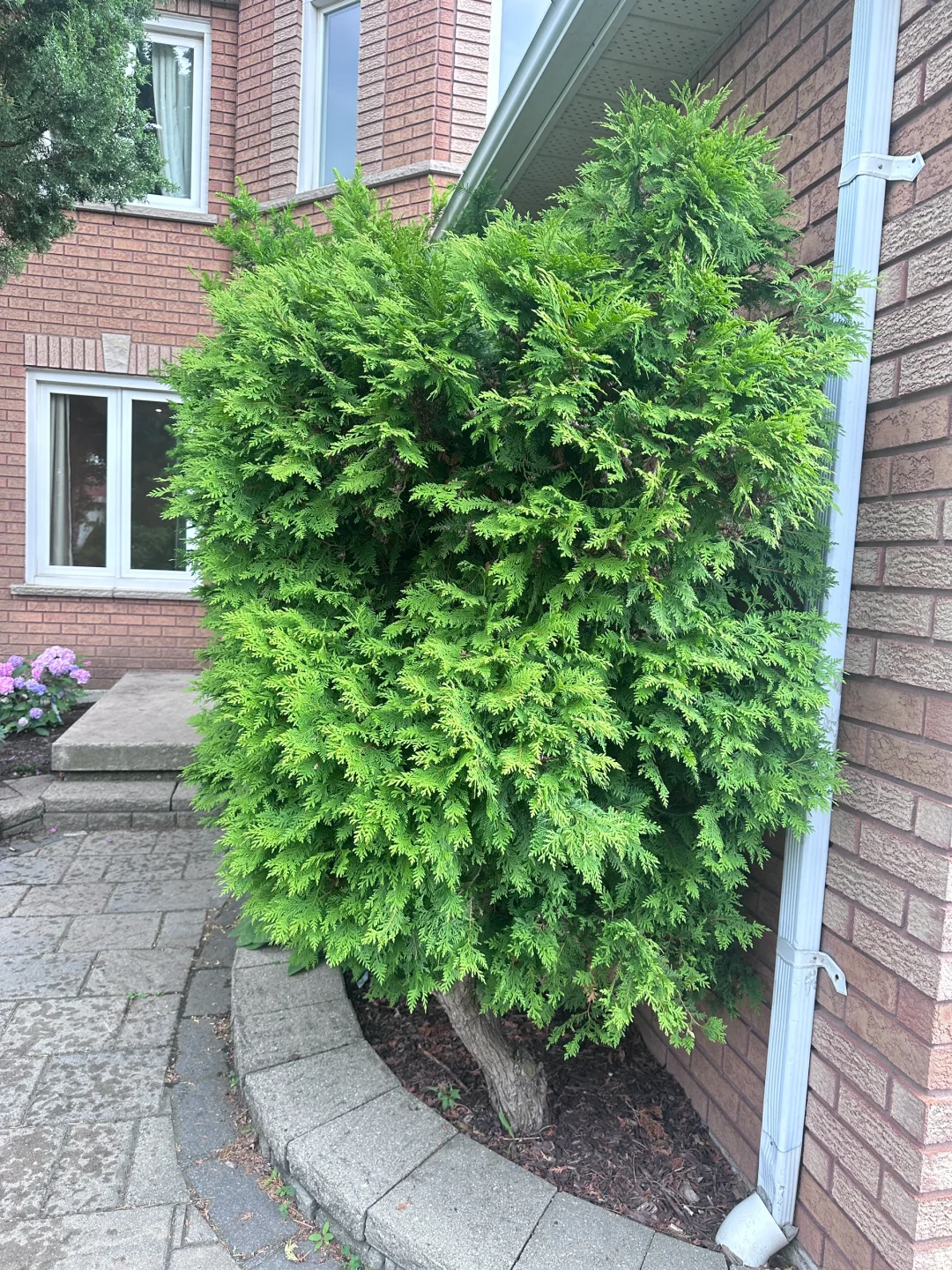 有人有需要吗？免费?送这些树，想要的自己挖