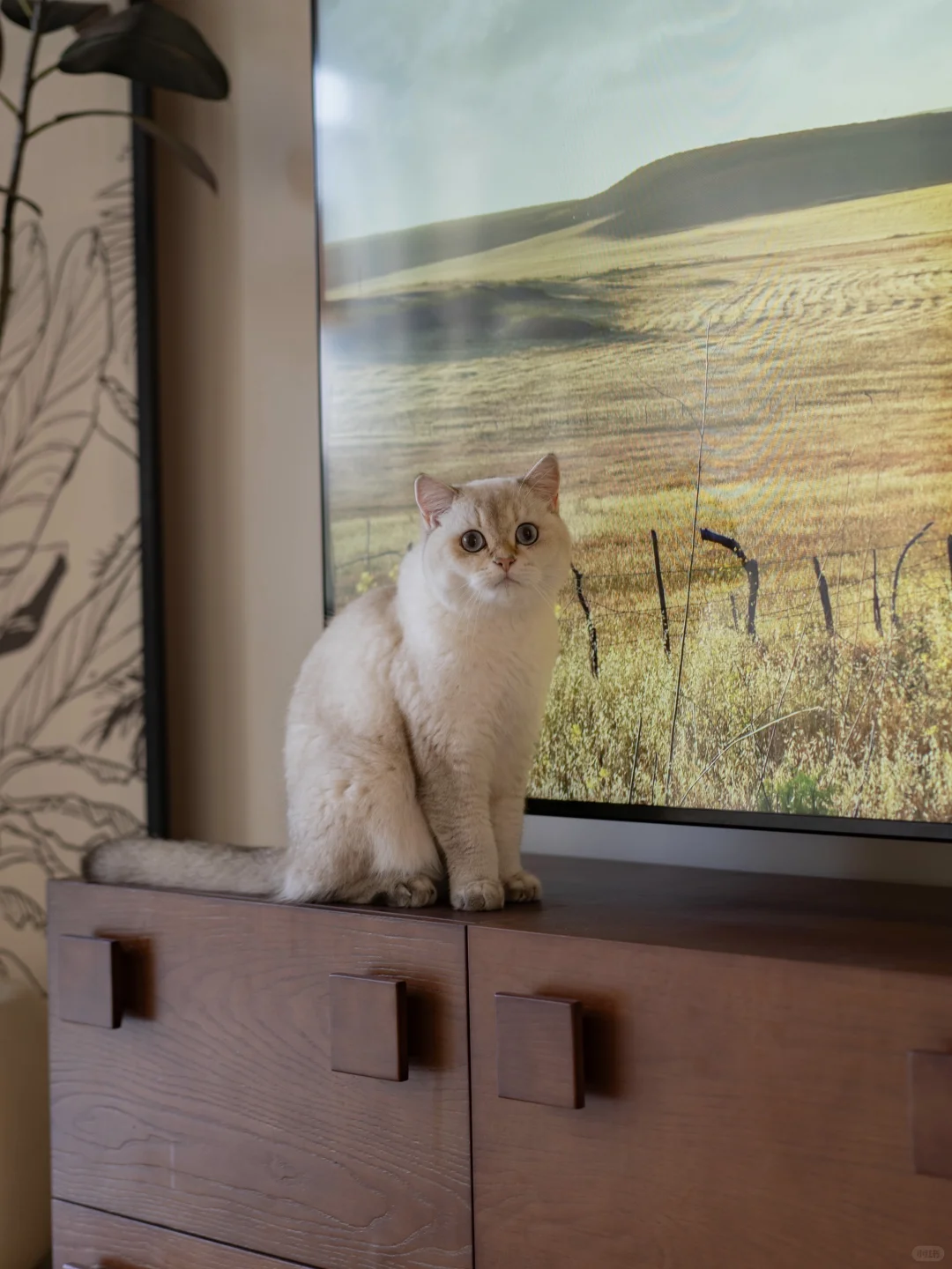 帮房东装完落地窗后，出租屋让我住成了家