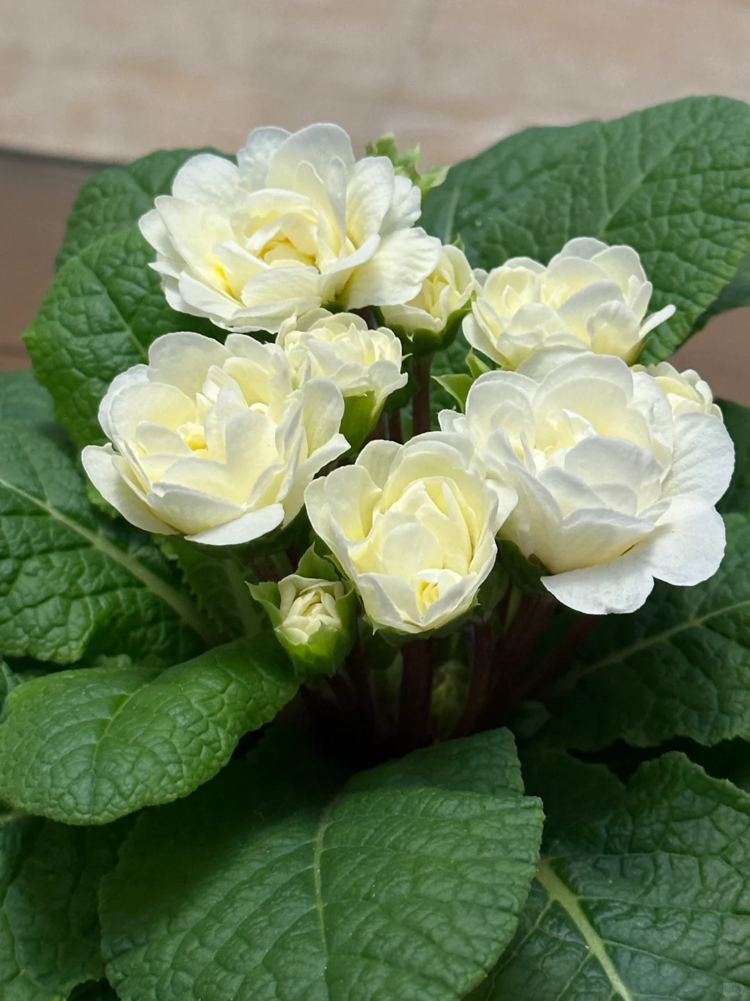 方兴长治进口Belarina重瓣报春花