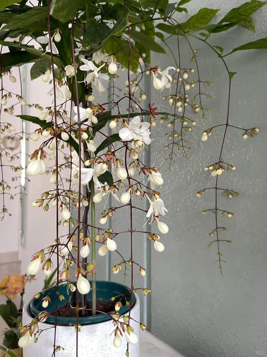 年宵花?｜浪漫垂丝茉莉?