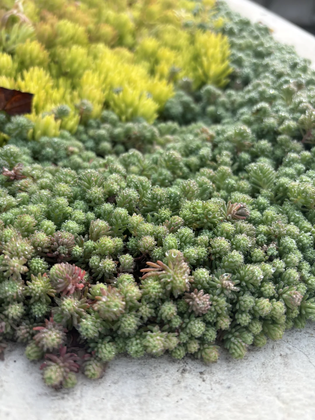 冬天的苗木市场