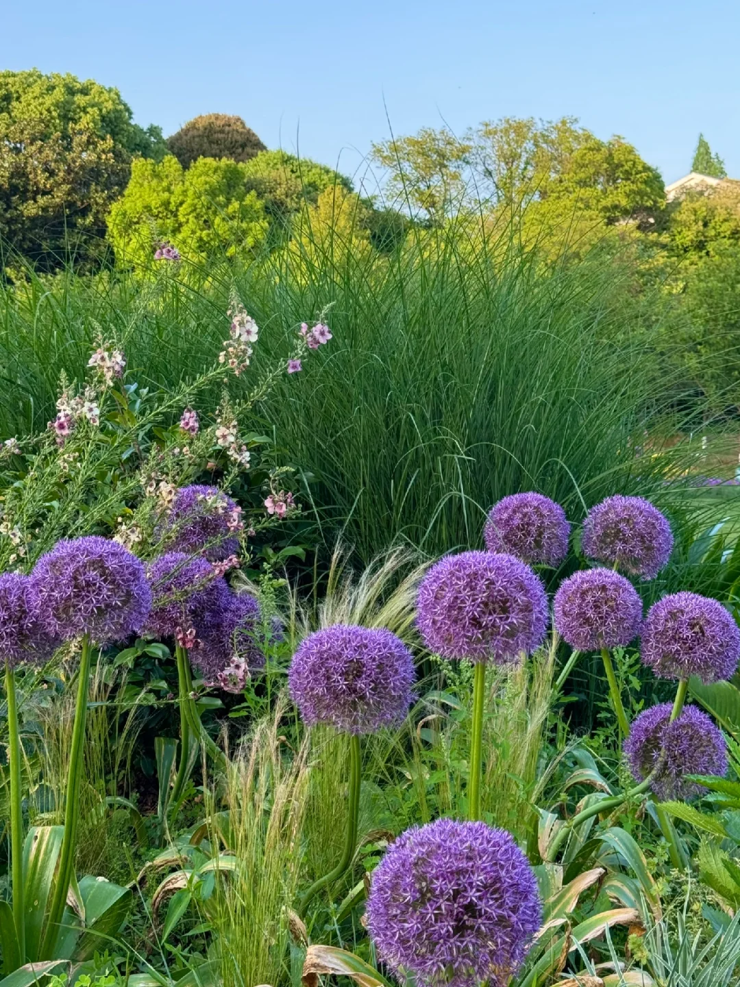live图｜南京植物园，原来大葱花可以这么美