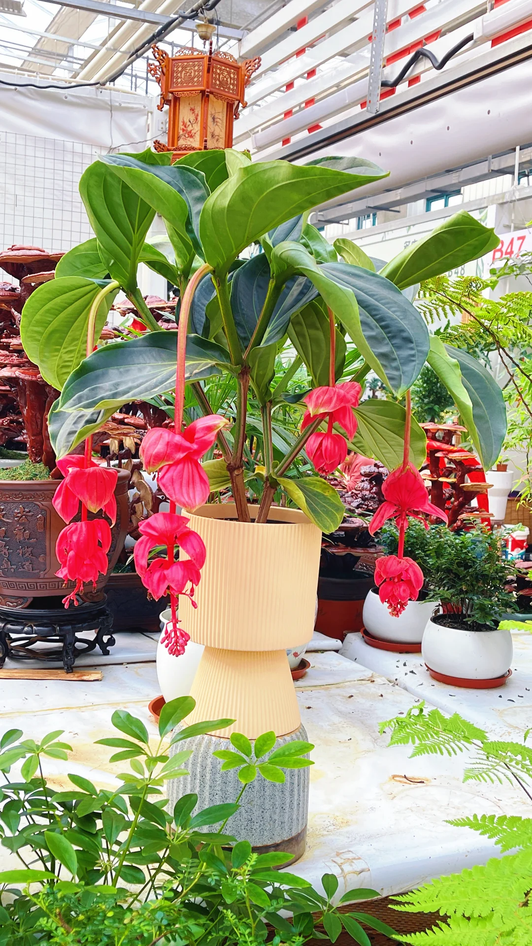 天津曹庄花卉，一个让你搬回整个春天的宝藏