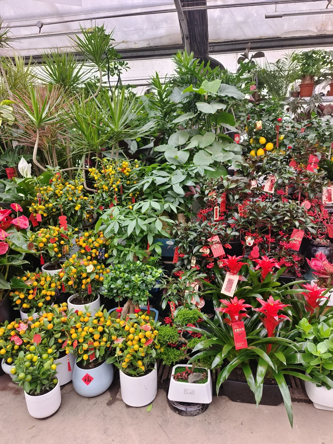 新年快乐?乌鲁木齐绿植盆栽