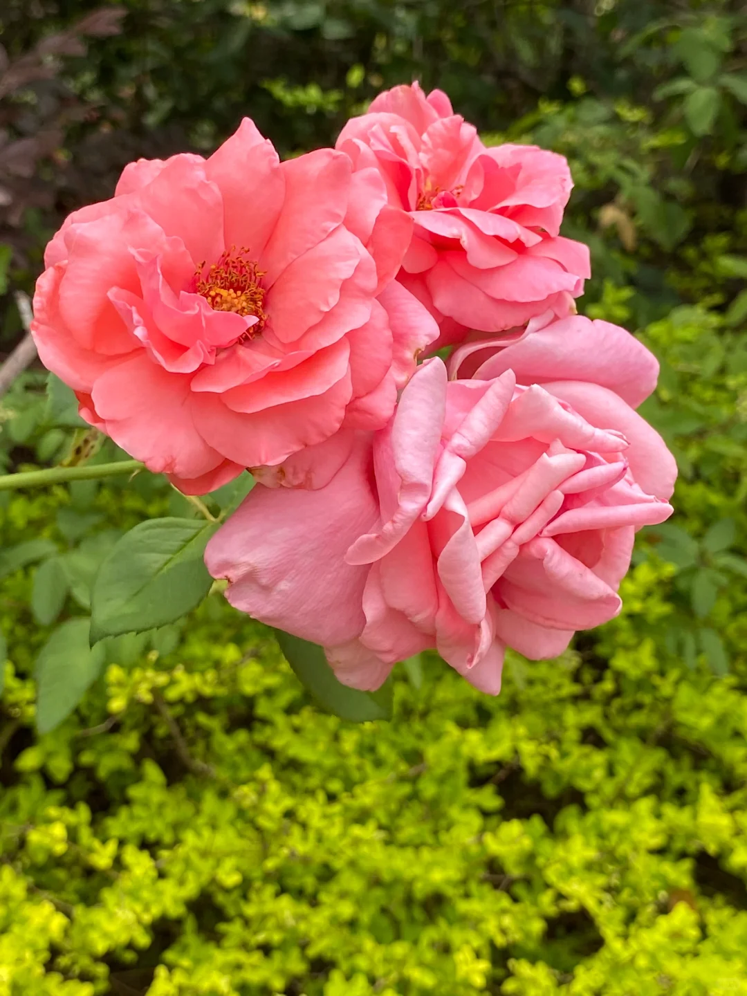 这棵月季花开出两种颜色