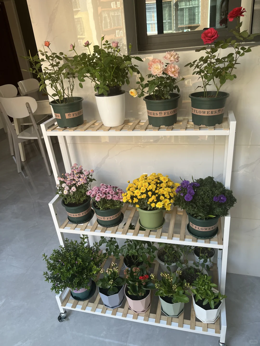 我的阳台小花???！