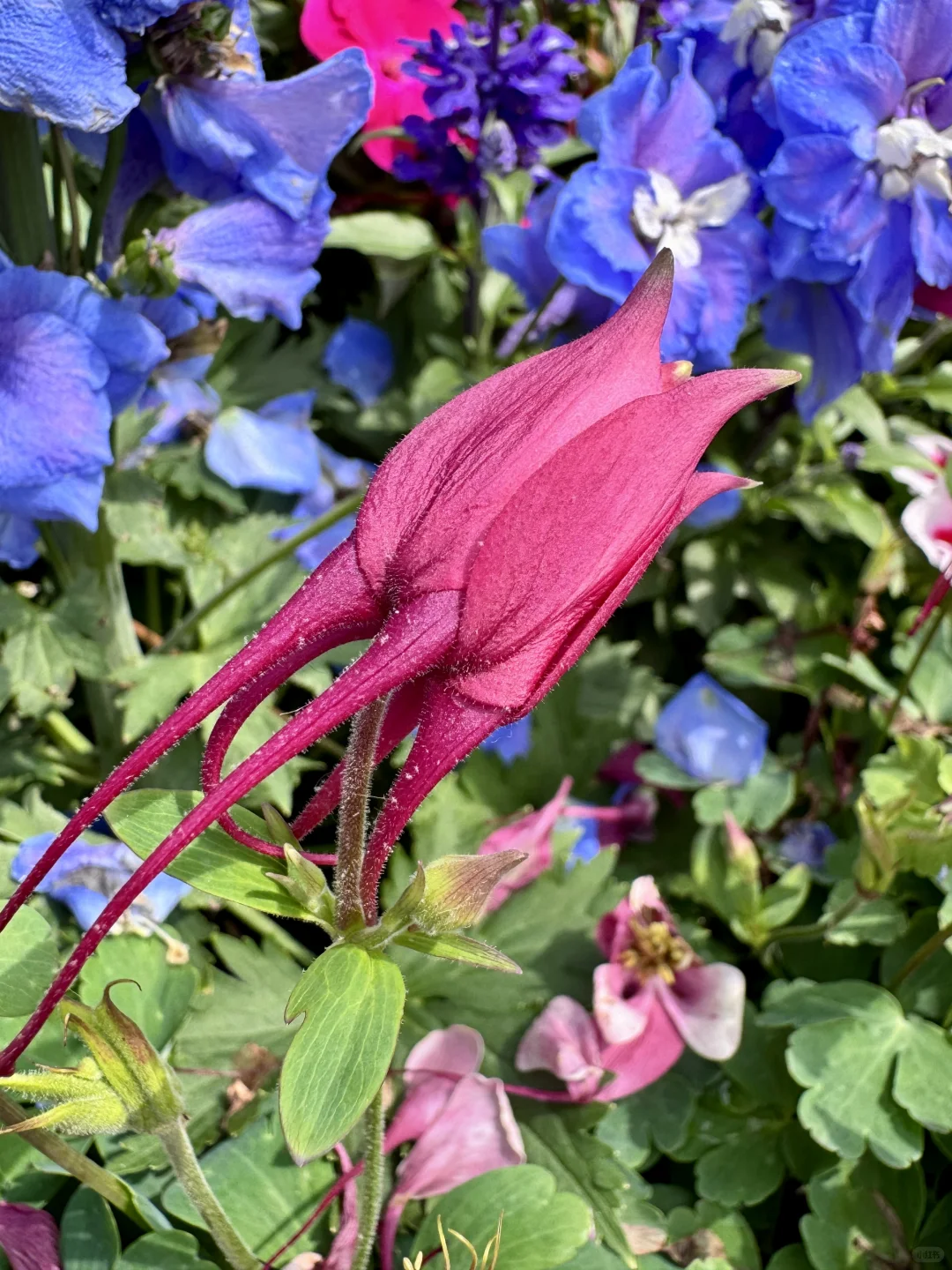 仙气飘飘的耧斗菜